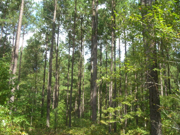 Image for LIVE AUCTION - October 22, 2020