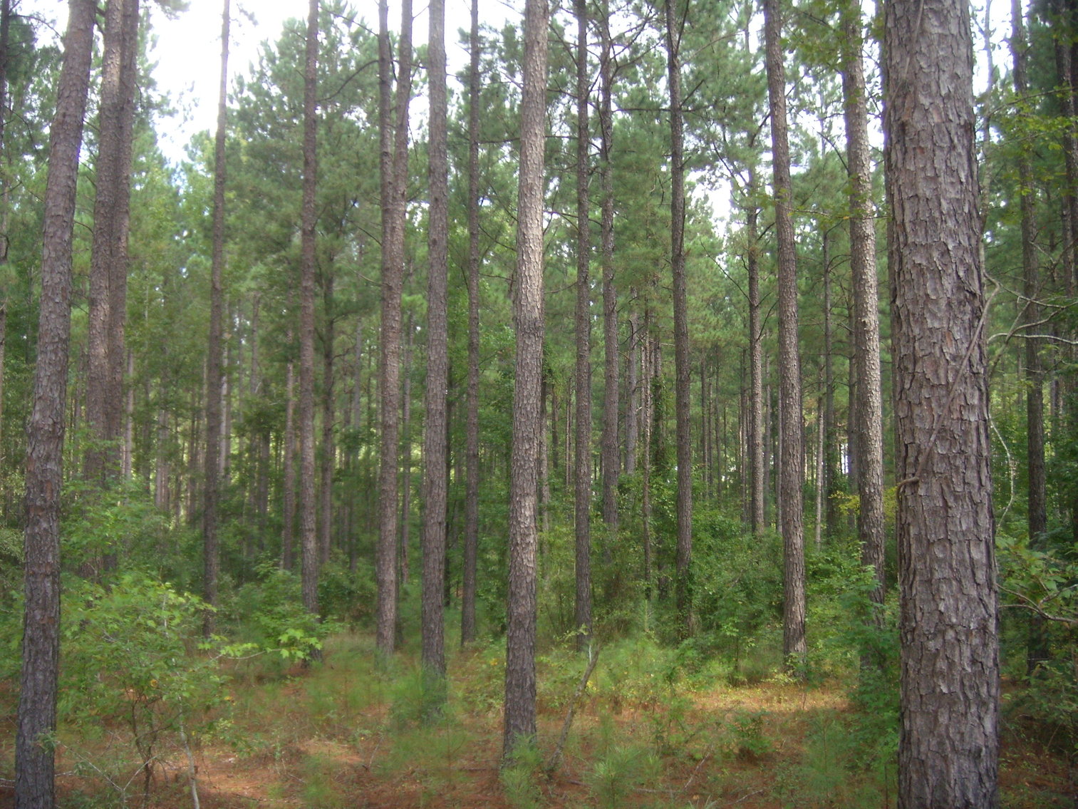 Image for LIVE AUCTION - October 22, 2020