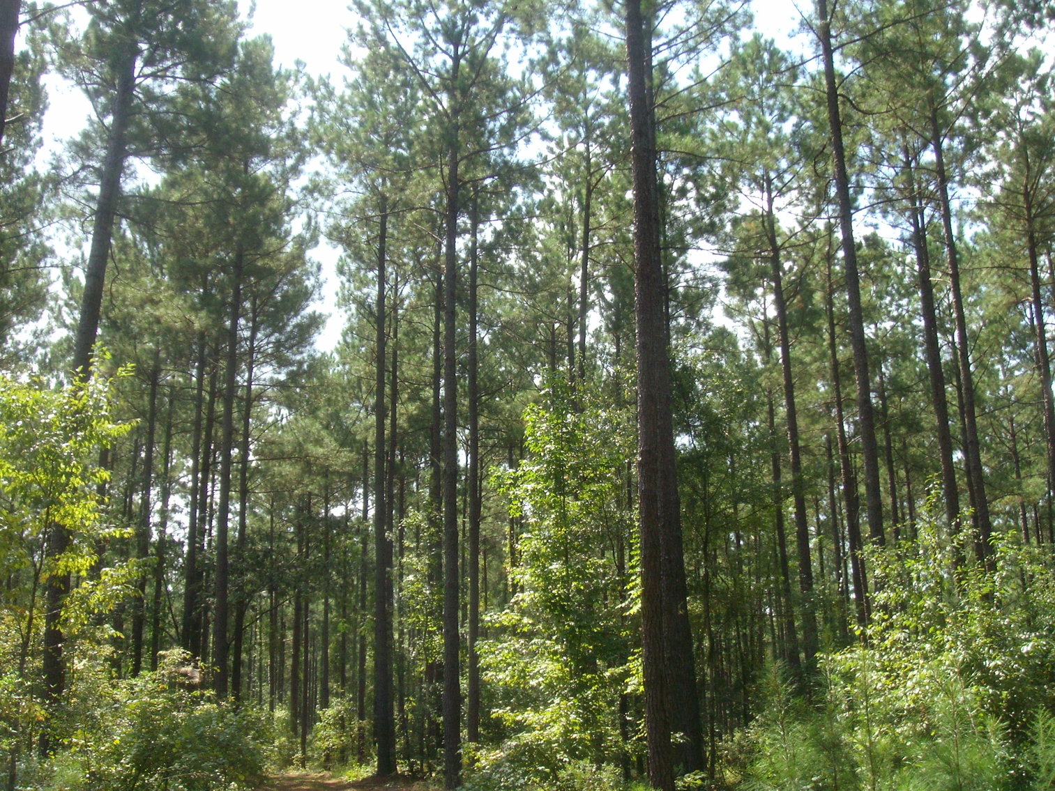 Image for LIVE AUCTION - October 22, 2020