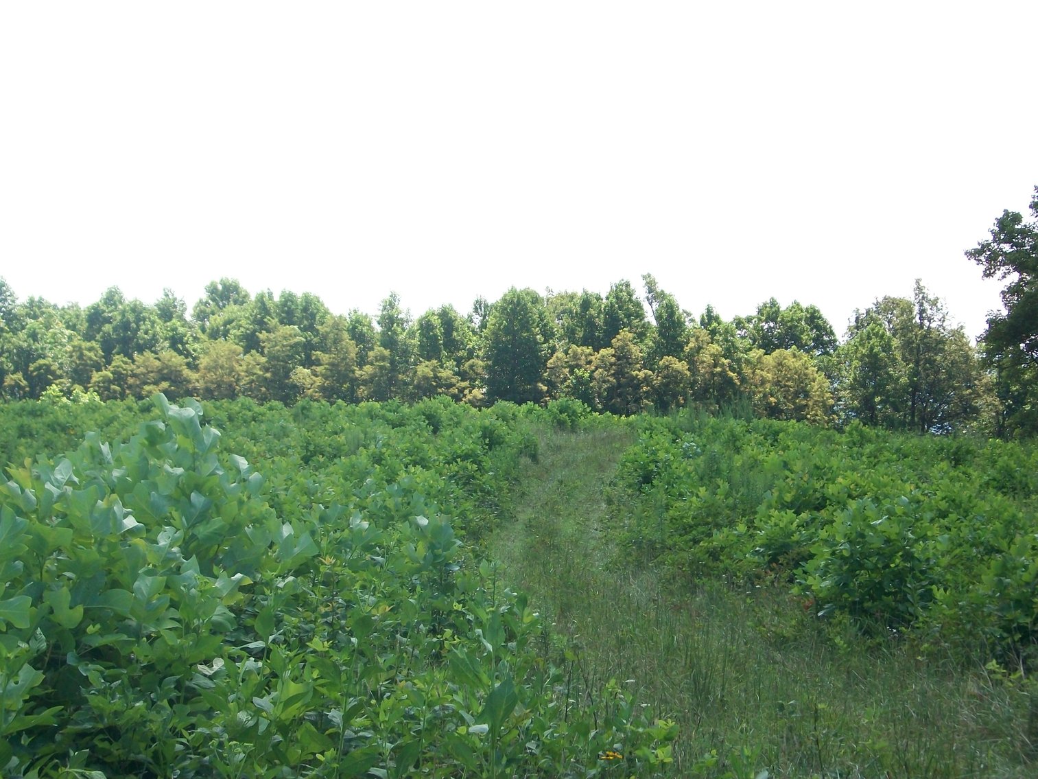 Image for REAL ESTATE AUCTION: 132± Acres in 2 Tracts (Hillsville, VA)