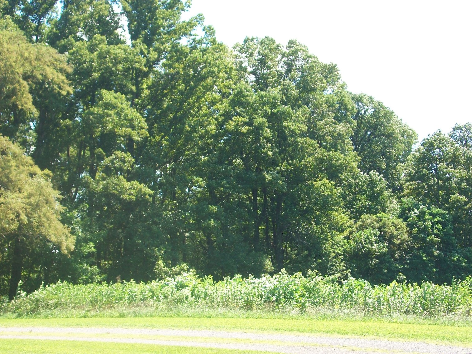 Image for REAL ESTATE AUCTION: 132± Acres in 2 Tracts (Hillsville, VA)