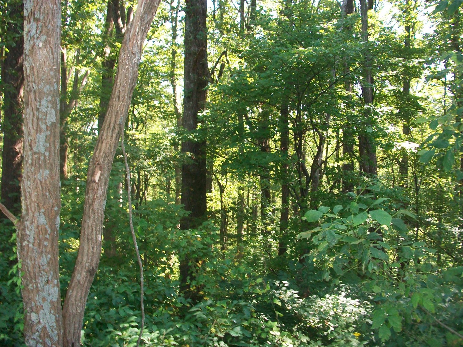 Image for REAL ESTATE AUCTION: 132± Acres in 2 Tracts (Hillsville, VA)