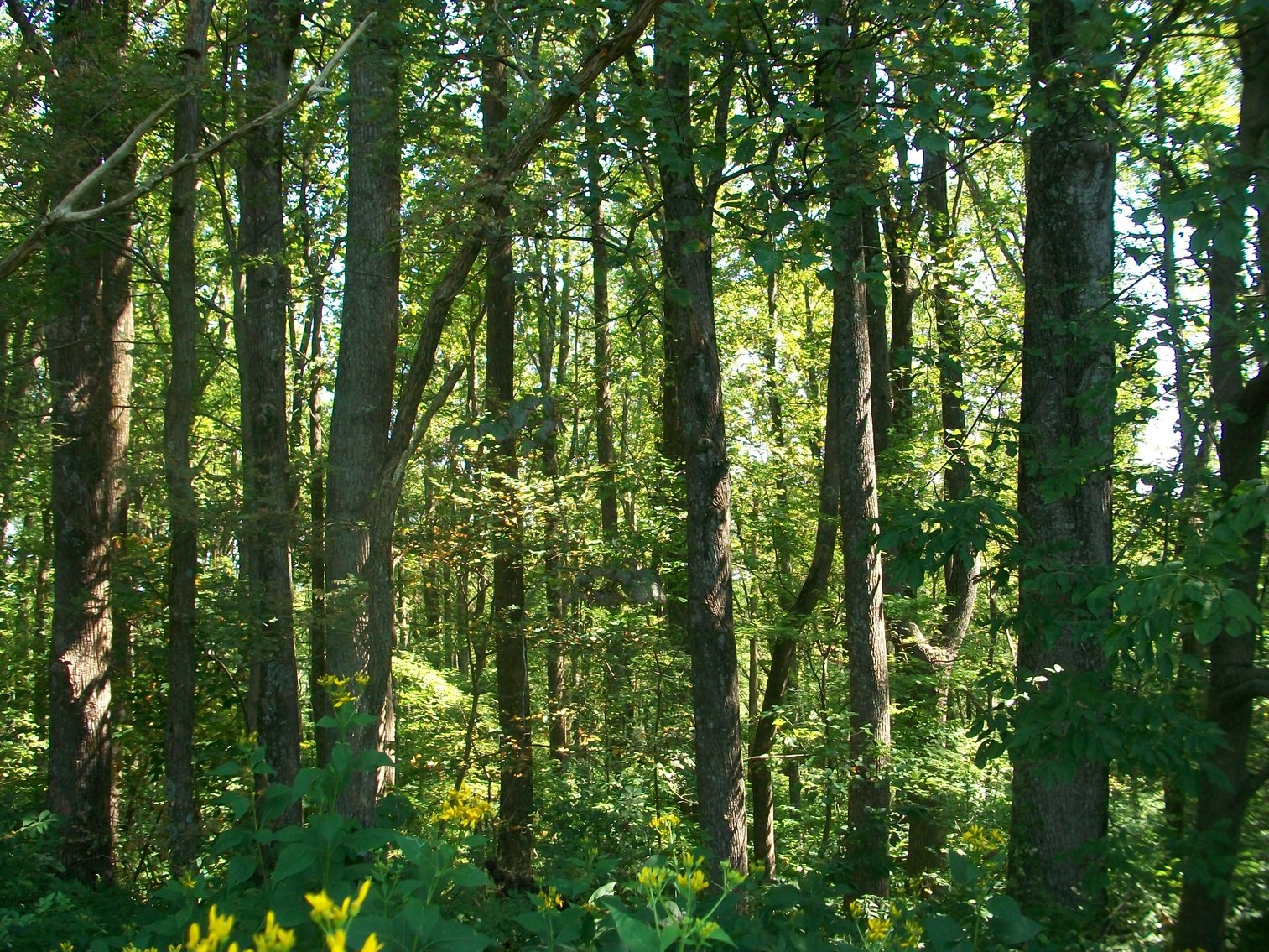 Image for REAL ESTATE AUCTION: 132± Acres in 2 Tracts (Hillsville, VA)