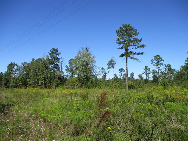 Image for LIVE AUCTION - November 12, 2020 @ 7:00 P.M.