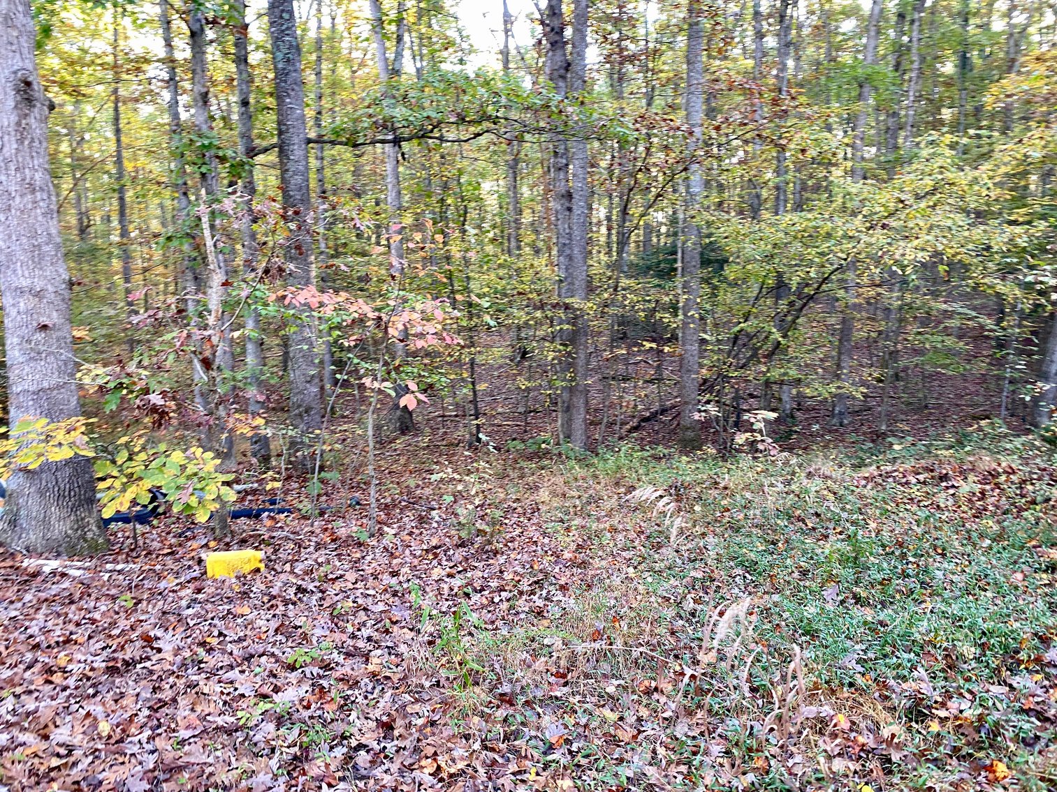 Image for 55.16 +/- Acres of Desirable Land Fronting Smith Station Rd. w/3 BR Home & Outbuildings in Spotsylvania County, VA--SELLING to the HIGHEST BIDDER!!