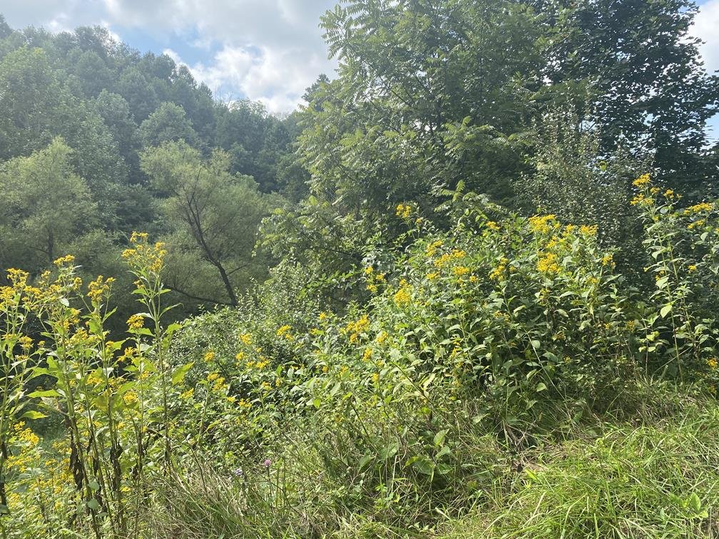 Image for SOLD $80,300 - 90+/- Acres