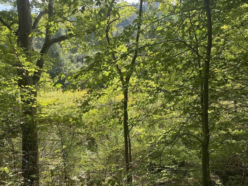 Image for SOLD $80,300 - 90+/- Acres