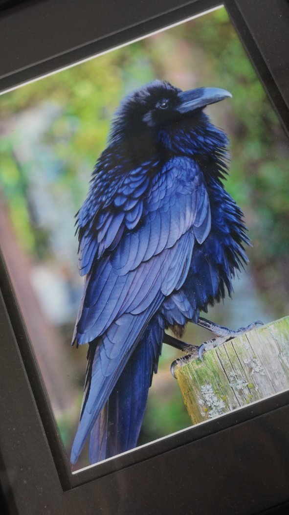 Image for January Sportsman's Auction '21