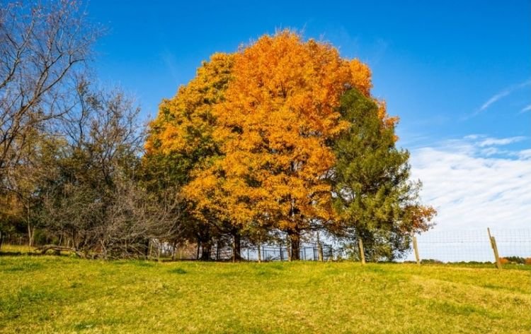 Image for Bear Wallow Farm/David Fultz House: 35 +/- Acres—Immaculately Restored and Historic 4 BR Home
