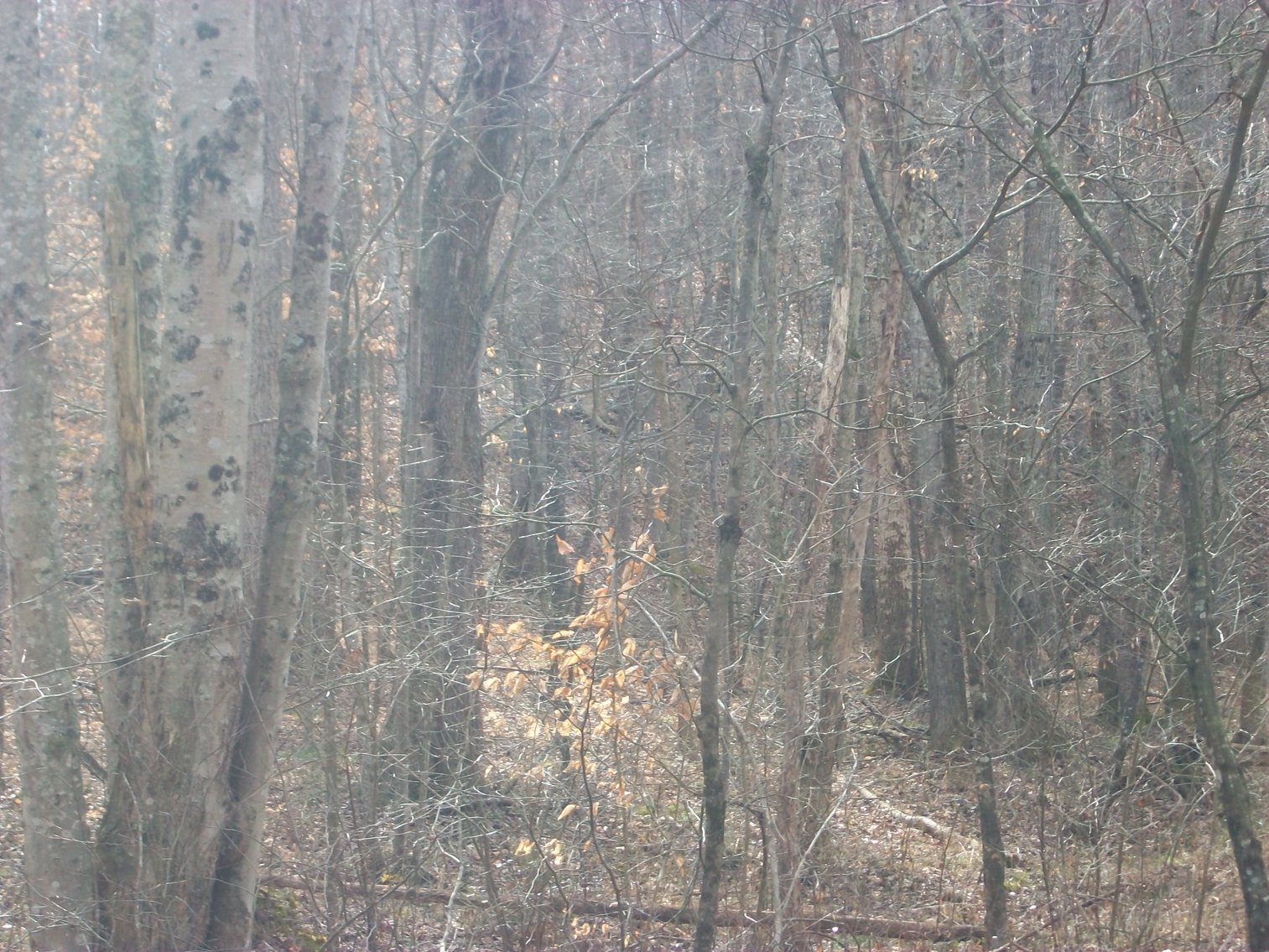 Image for Pittsylvania County Home & Land