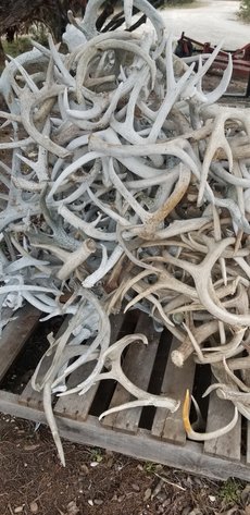 Image for 2021, February 6th | Kempner Ranch Liquidation Auction