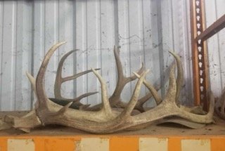 Image for 2021, February 6th | Kempner Ranch Liquidation Auction