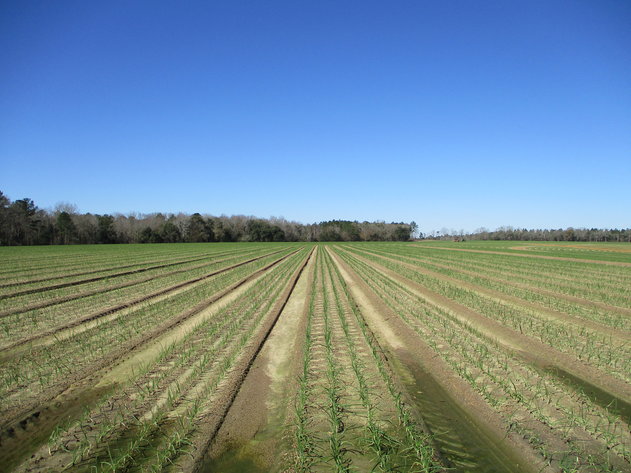 Image for LIVE AUCTION  - March 11, 2021