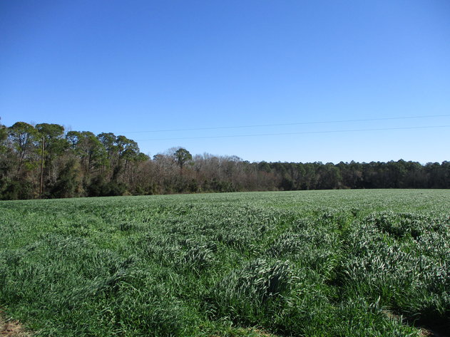 Image for LIVE AUCTION  - March 11, 2021