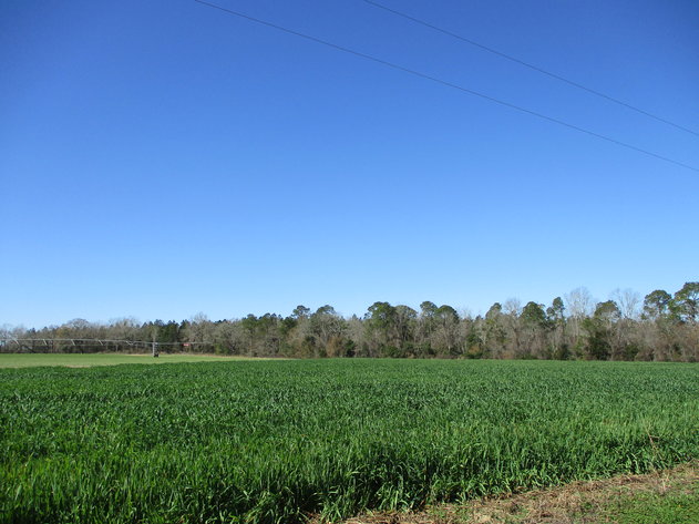 Image for LIVE AUCTION  - March 11, 2021