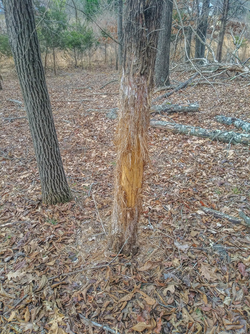 Image for REAL ESTATE AUCTION: River Road, Amherst, VA