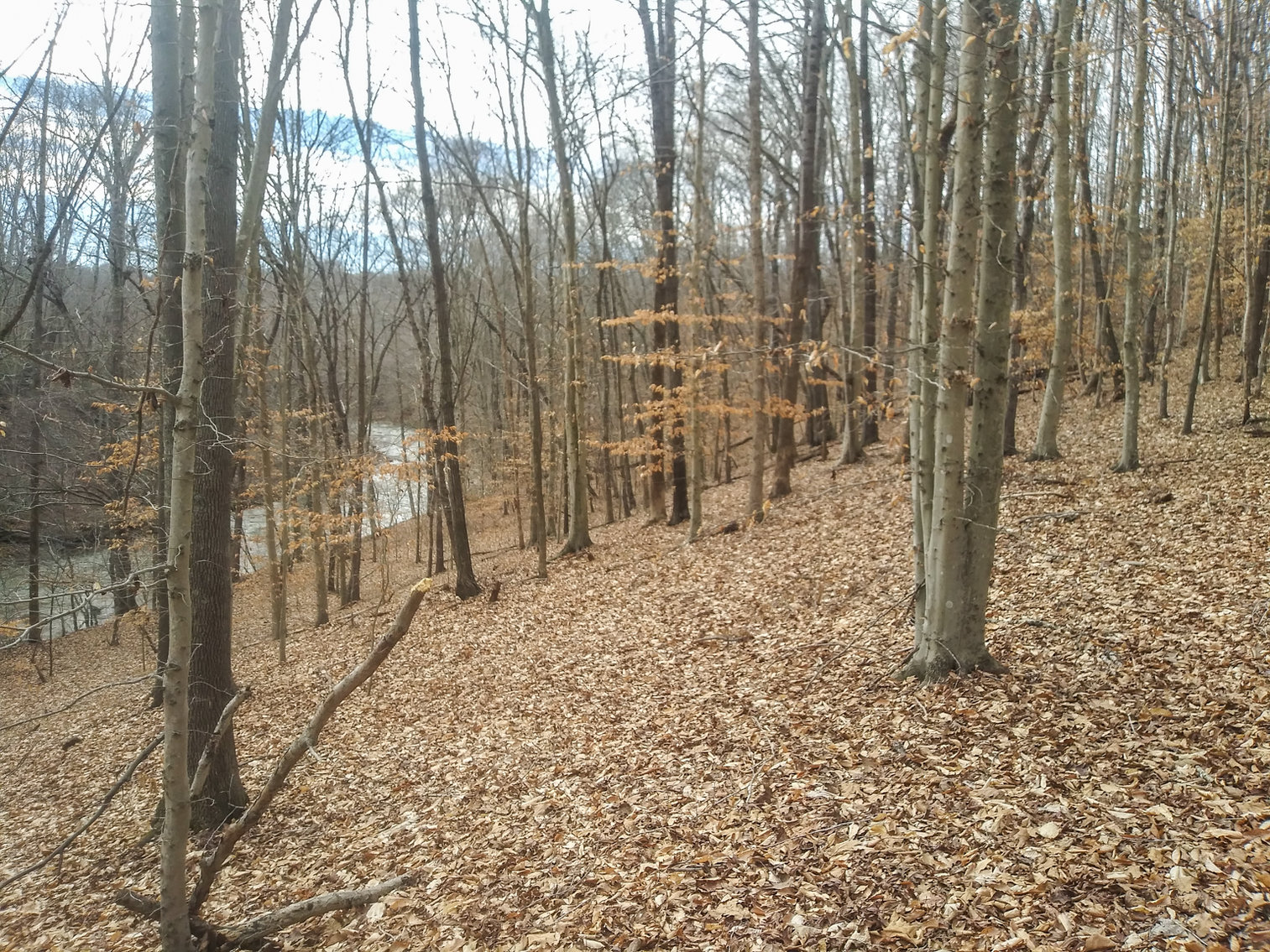 Image for REAL ESTATE AUCTION: River Road, Amherst, VA