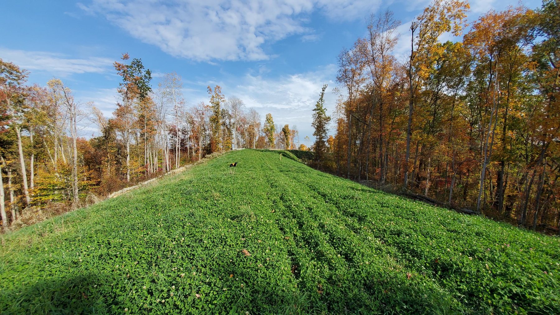 Image for SOLD $242,000 - 110+/- Acre Farm with Well Maintained Home