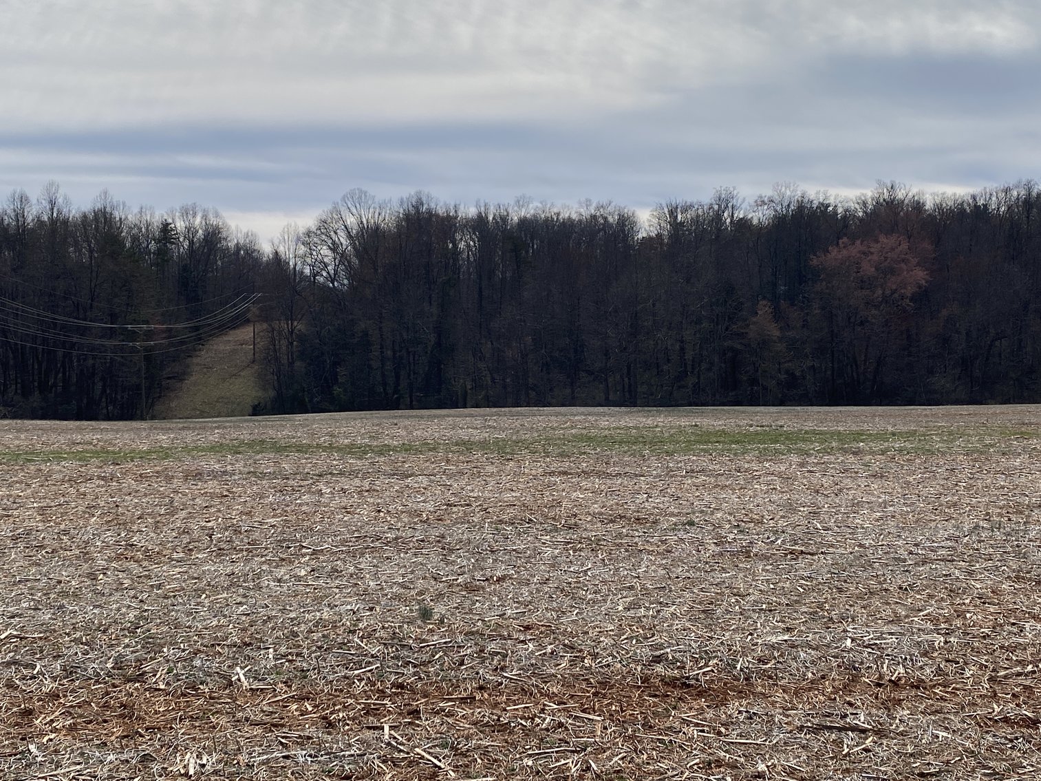 Image for 78.9 +/- Acres of Land in Madison County, VA--SELLING to the HIGHEST BIDDER!!
