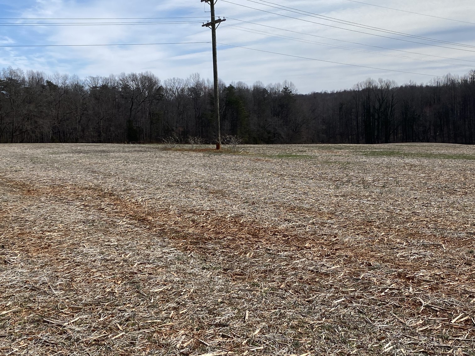 Image for 78.9 +/- Acres of Land in Madison County, VA--SELLING to the HIGHEST BIDDER!!