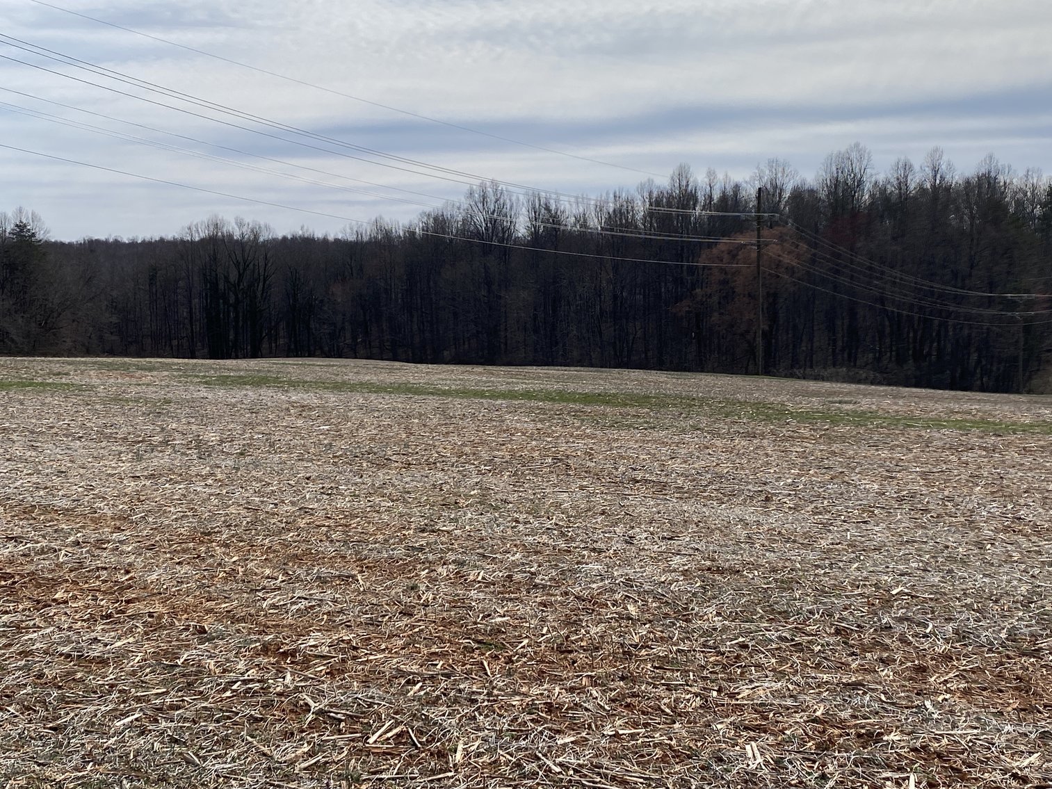 Image for 78.9 +/- Acres of Land in Madison County, VA--SELLING to the HIGHEST BIDDER!!