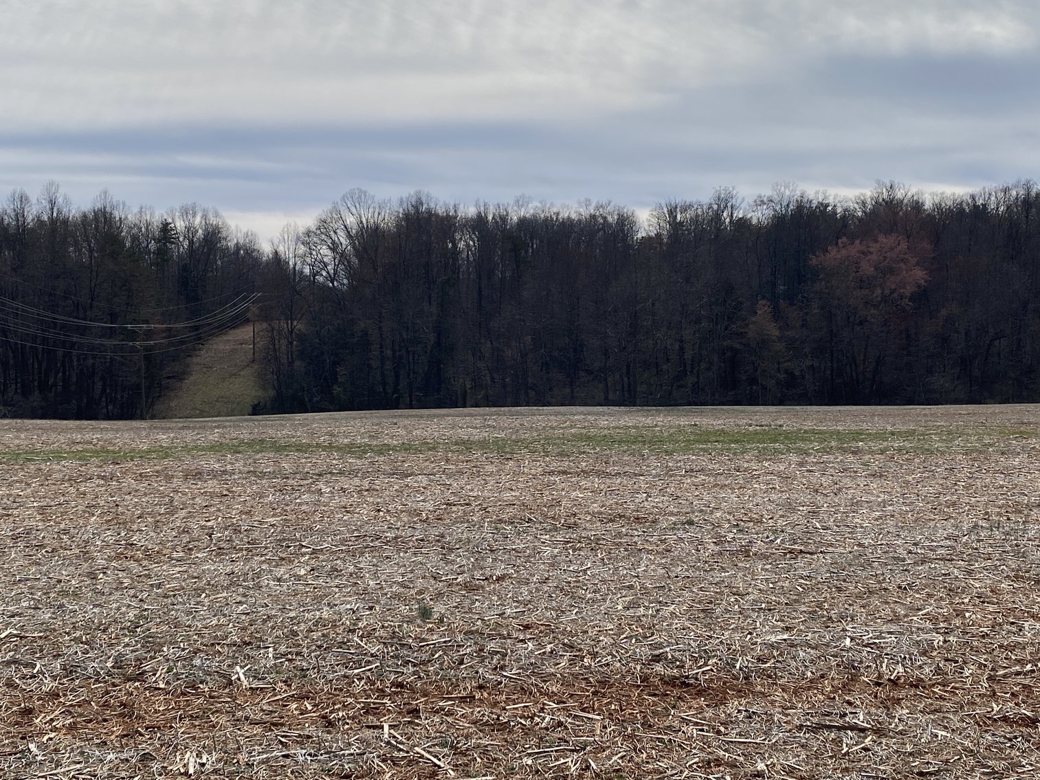 Image for 78.9 +/- Acres of Land in Madison County, VA--SELLING to the HIGHEST BIDDER!!
