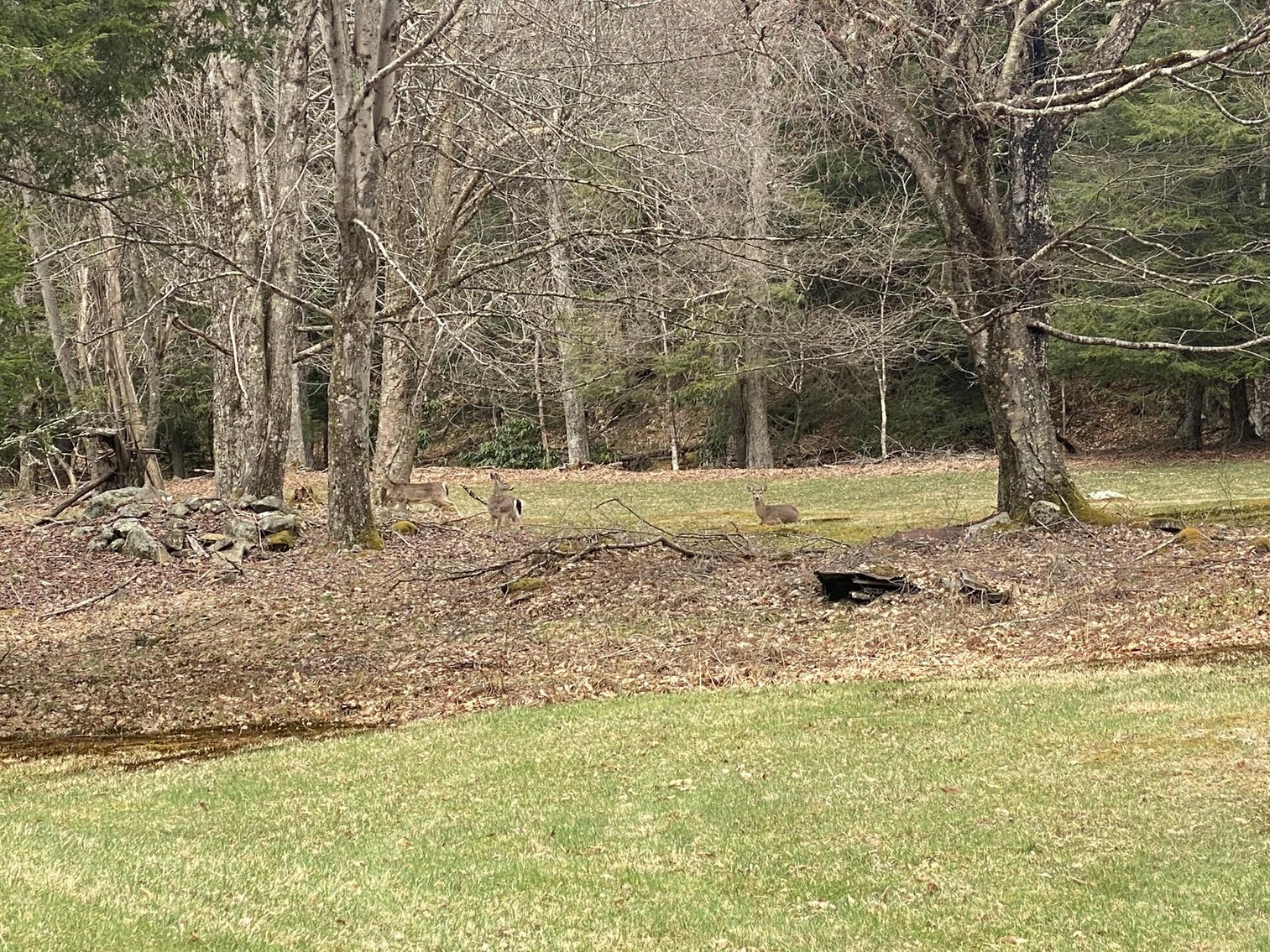 Image for SOLD $242,000 - Hunting Camp on 98 Acres with 3 Bedroom Home