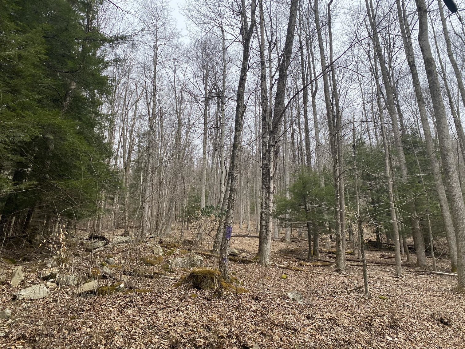 Image for SOLD $242,000 - Hunting Camp on 98 Acres with 3 Bedroom Home