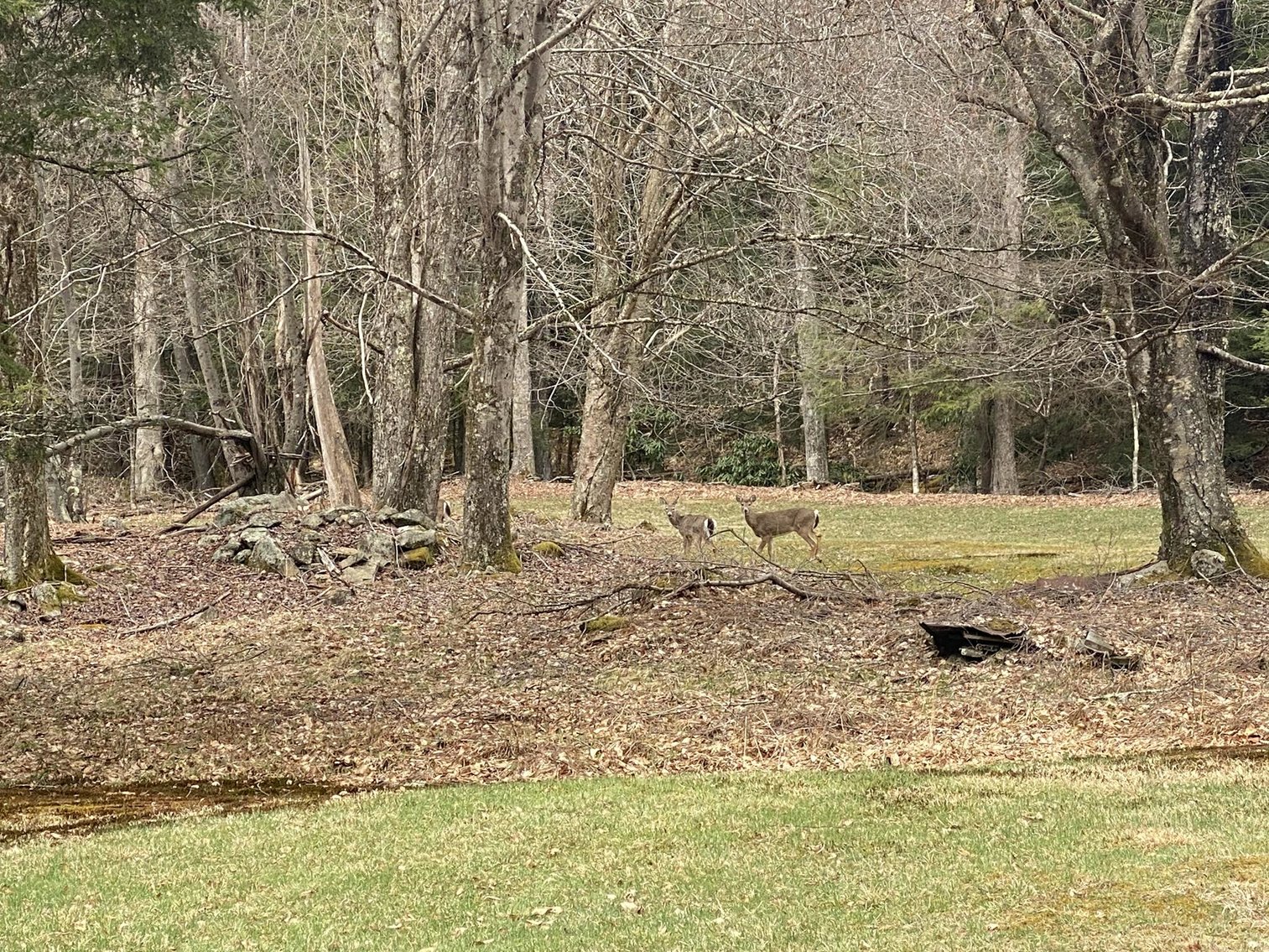 Image for SOLD $242,000 - Hunting Camp on 98 Acres with 3 Bedroom Home