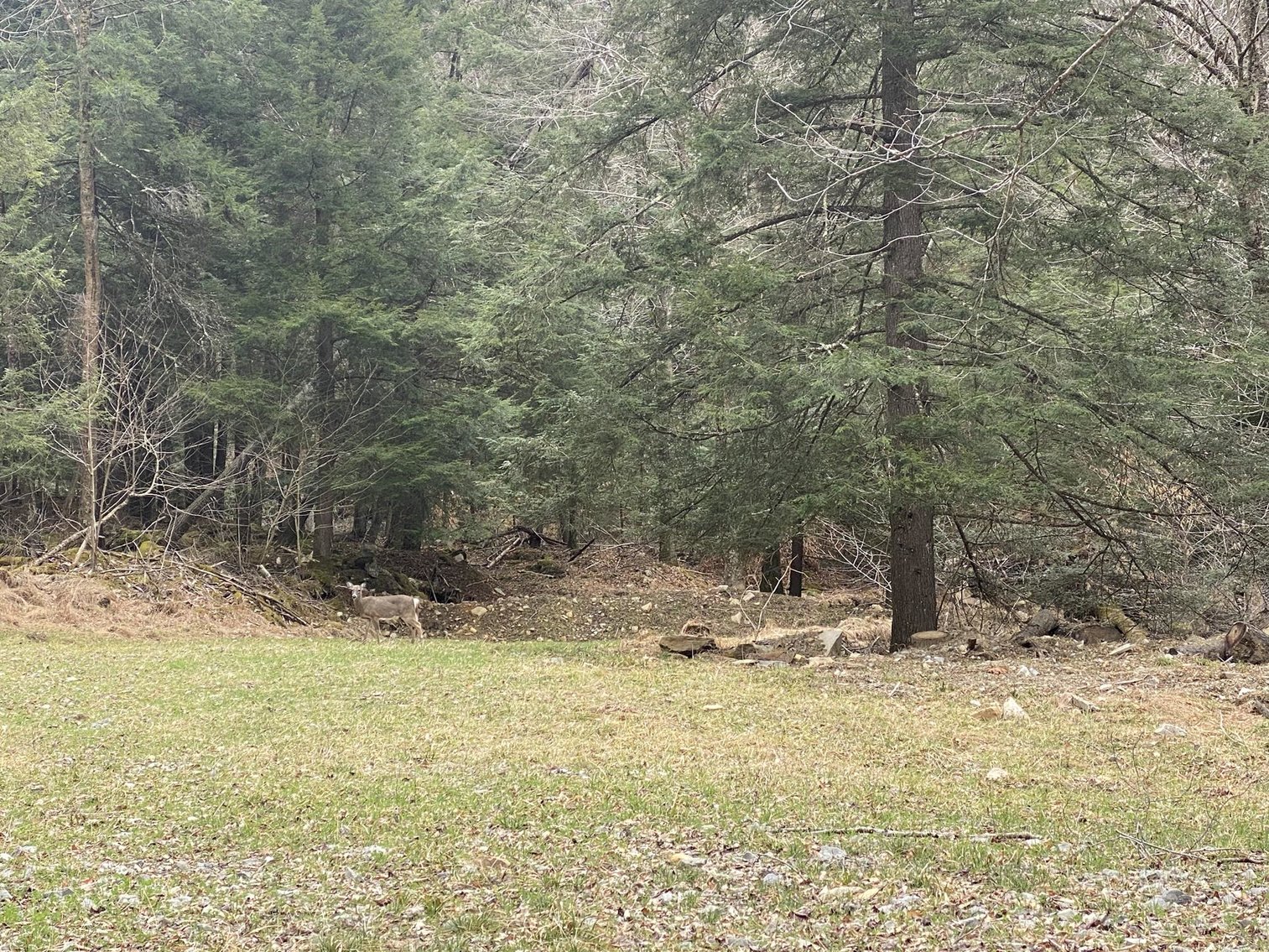 Image for SOLD $242,000 - Hunting Camp on 98 Acres with 3 Bedroom Home