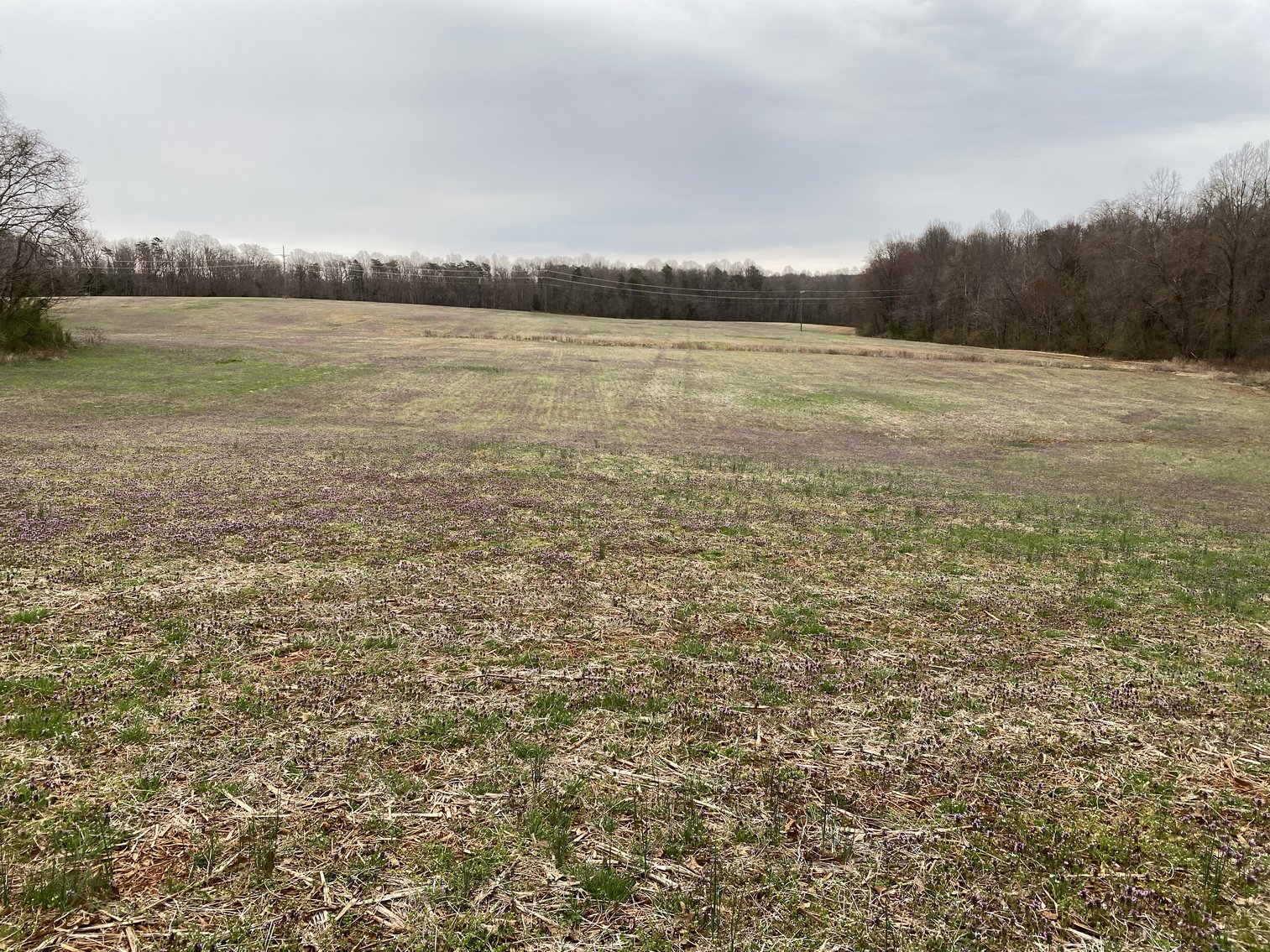 Image for 78.9 +/- Acres of Land in Madison County, VA--SELLING to the HIGHEST BIDDER!!