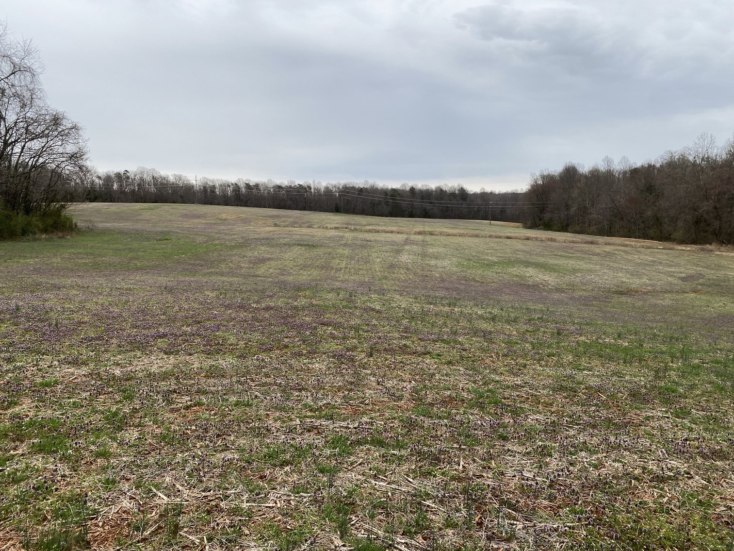 Image for 78.9 +/- Acres of Land in Madison County, VA--SELLING to the HIGHEST BIDDER!!
