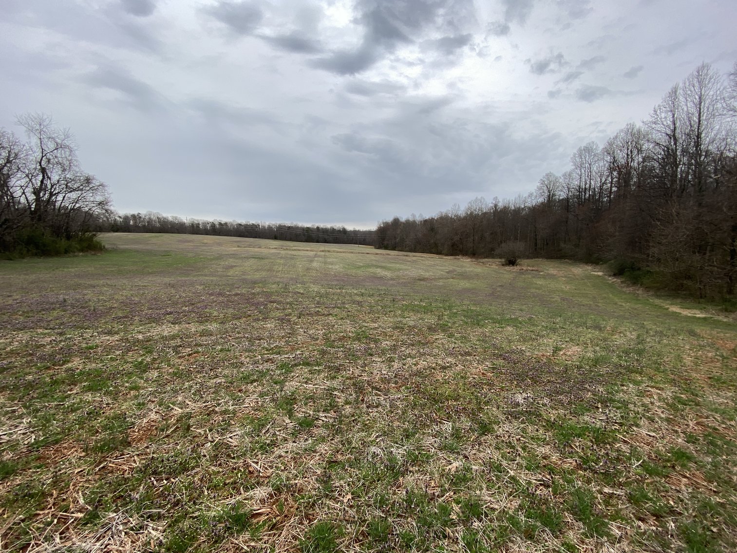 Image for 78.9 +/- Acres of Land in Madison County, VA--SELLING to the HIGHEST BIDDER!!