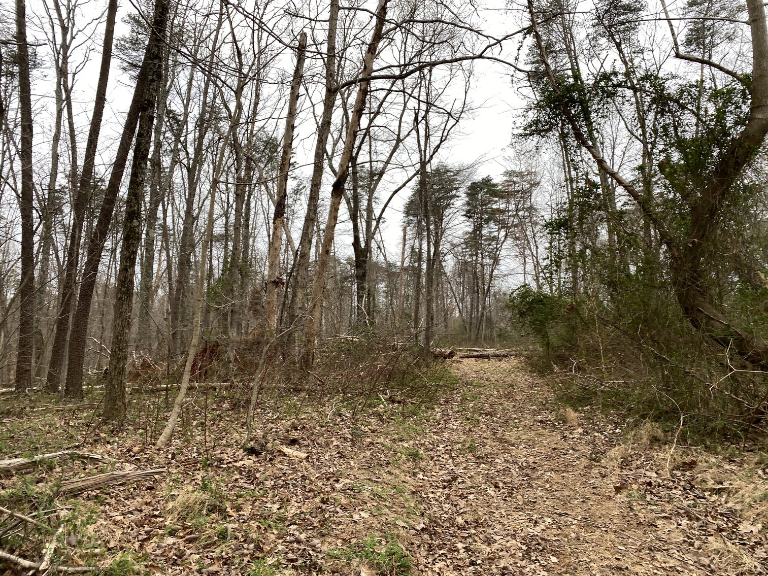 Image for 78.9 +/- Acres of Land in Madison County, VA--SELLING to the HIGHEST BIDDER!!