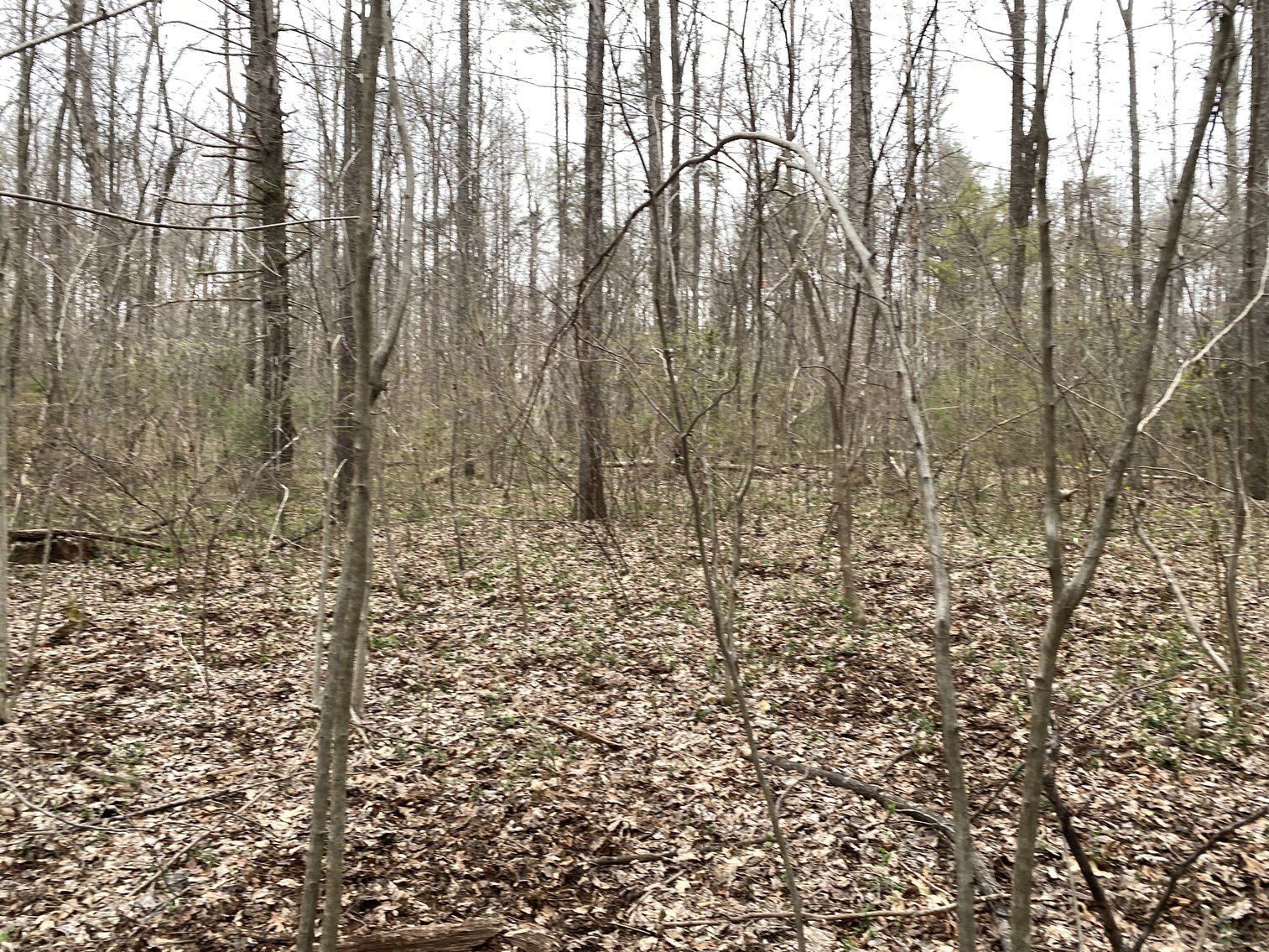 Image for 78.9 +/- Acres of Land in Madison County, VA--SELLING to the HIGHEST BIDDER!!