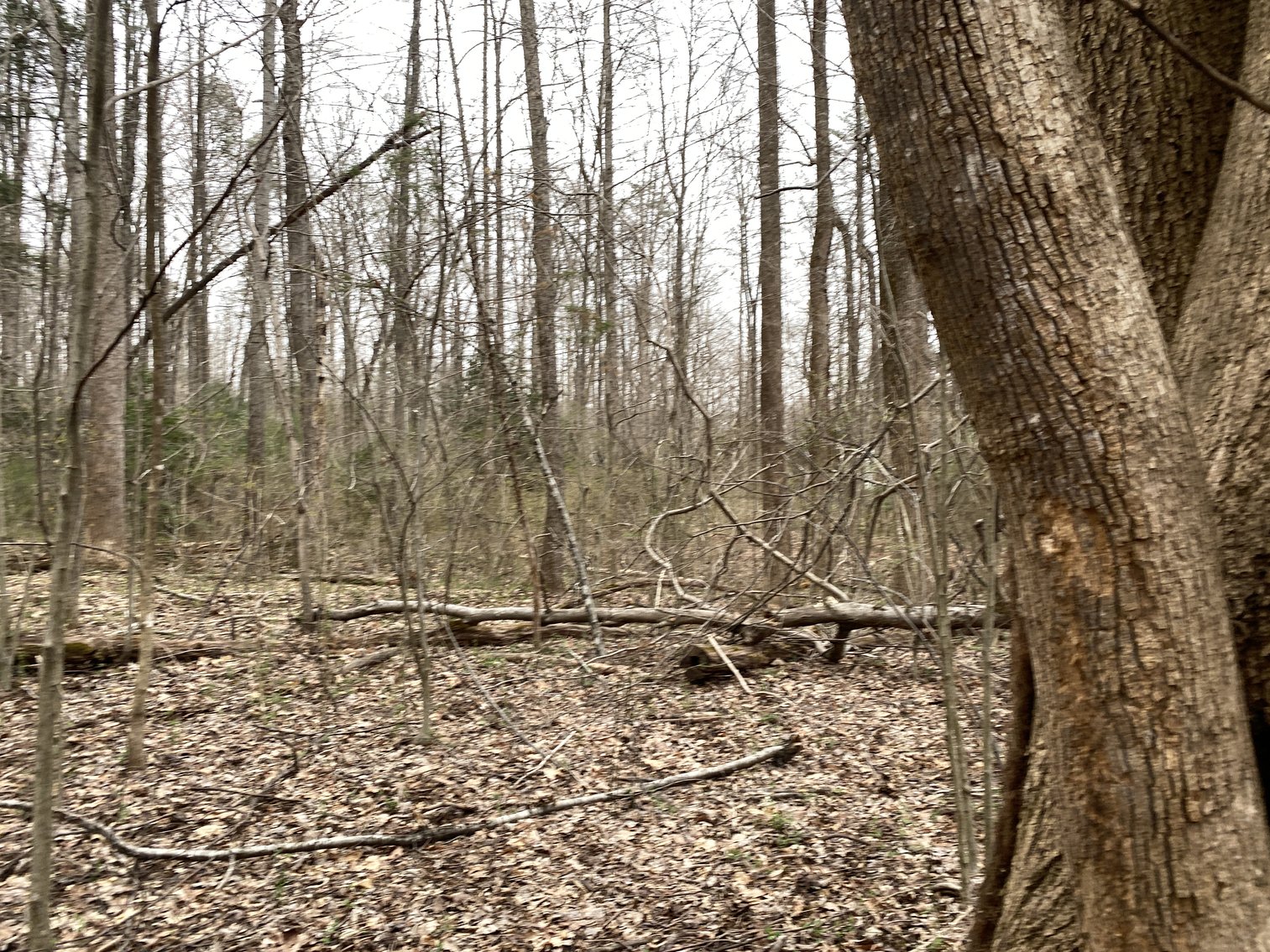 Image for 78.9 +/- Acres of Land in Madison County, VA--SELLING to the HIGHEST BIDDER!!