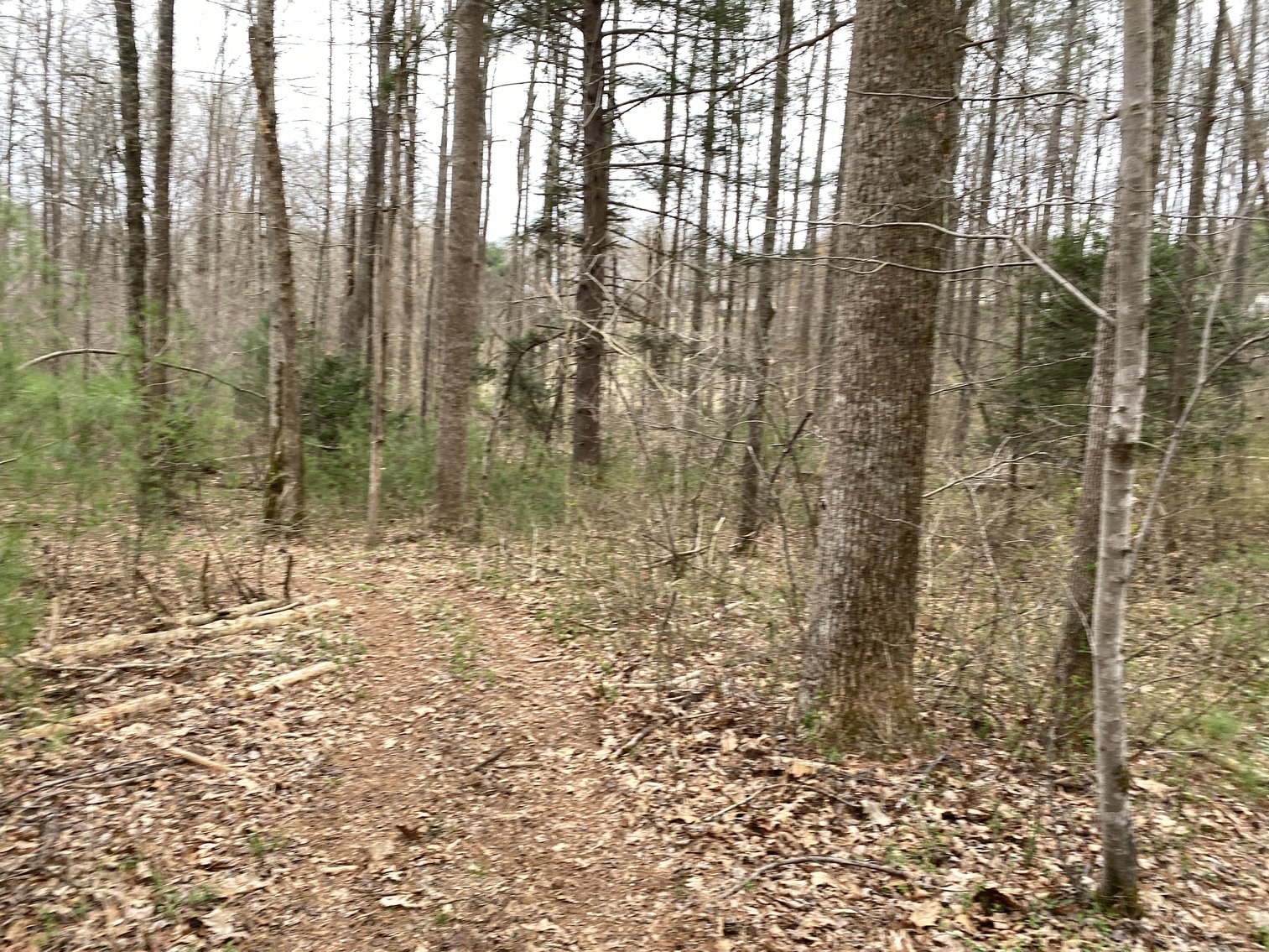 Image for 78.9 +/- Acres of Land in Madison County, VA--SELLING to the HIGHEST BIDDER!!