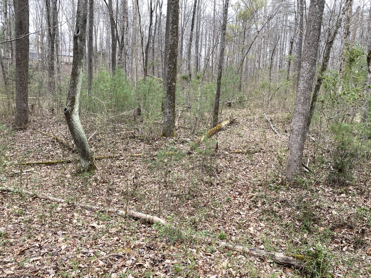 Image for 78.9 +/- Acres of Land in Madison County, VA--SELLING to the HIGHEST BIDDER!!