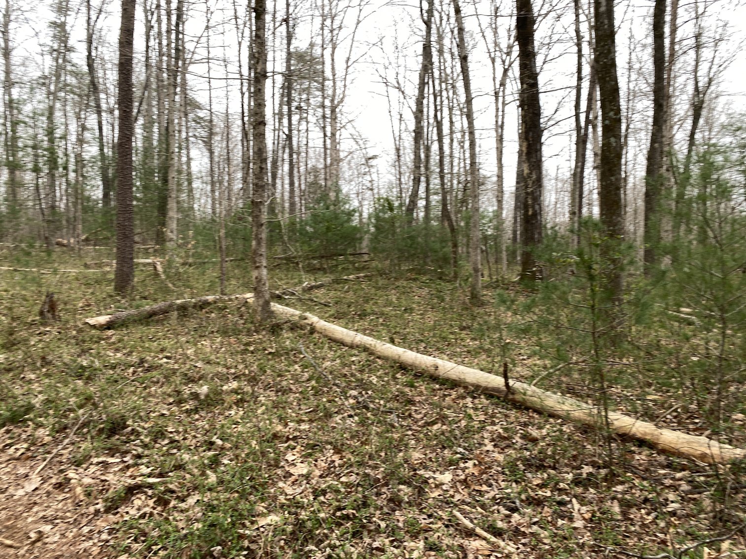 Image for 78.9 +/- Acres of Land in Madison County, VA--SELLING to the HIGHEST BIDDER!!