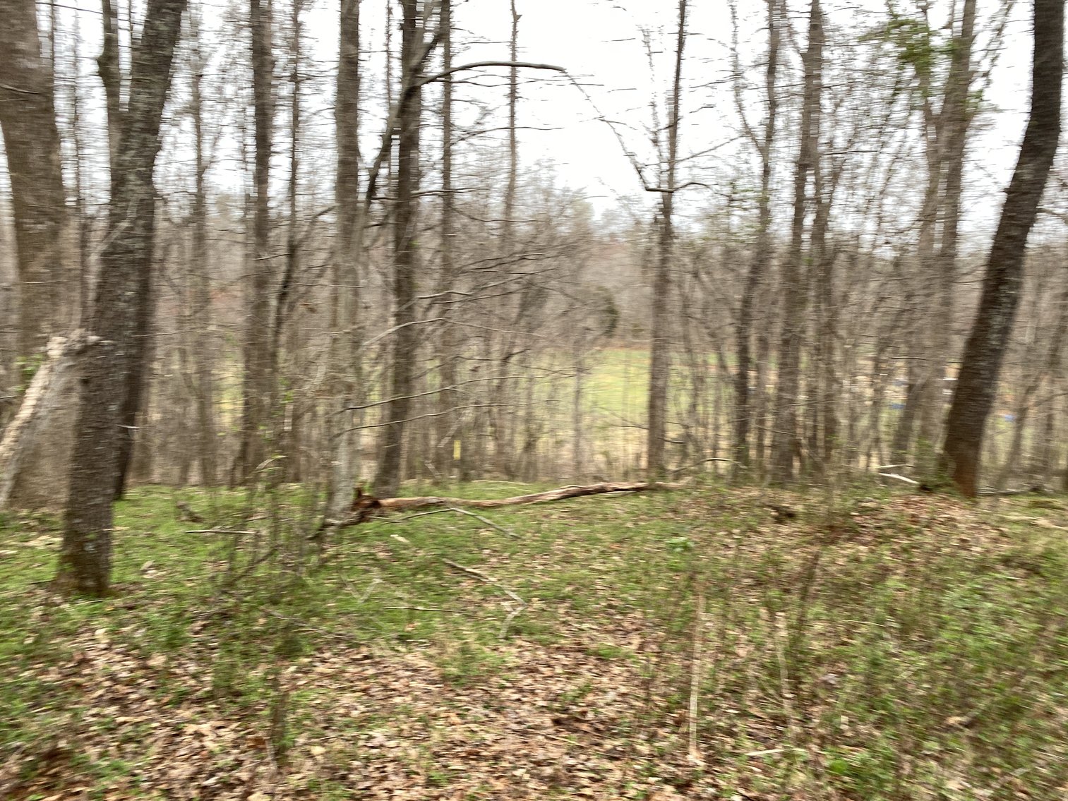 Image for 78.9 +/- Acres of Land in Madison County, VA--SELLING to the HIGHEST BIDDER!!