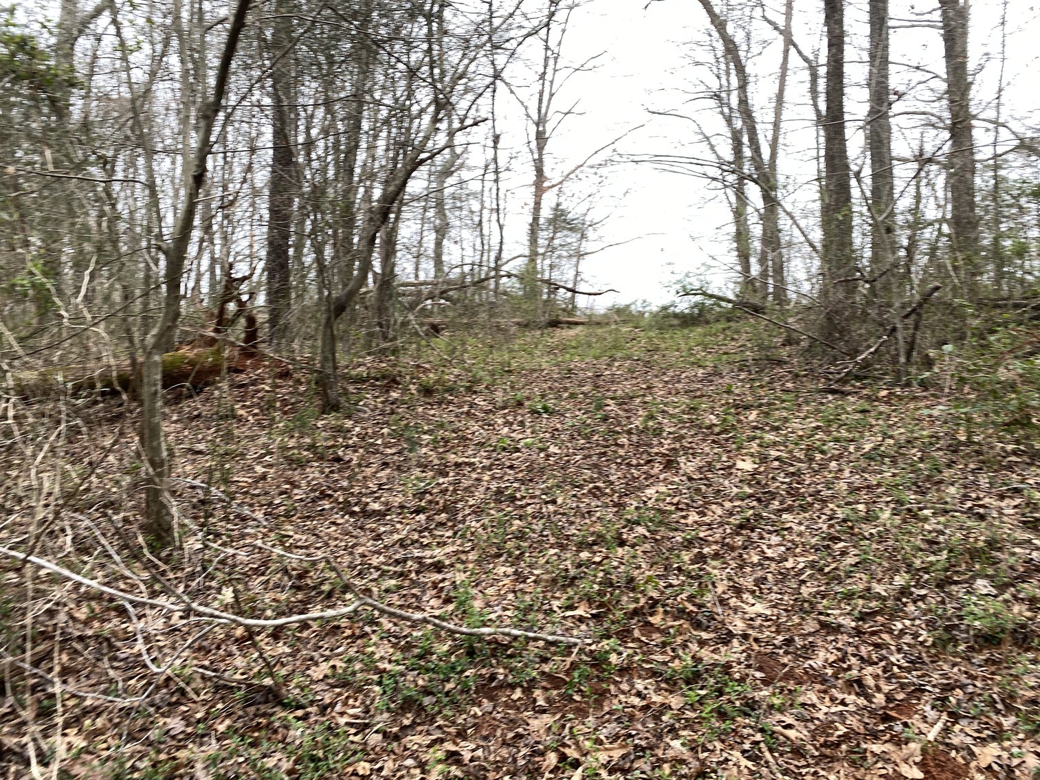 Image for 78.9 +/- Acres of Land in Madison County, VA--SELLING to the HIGHEST BIDDER!!