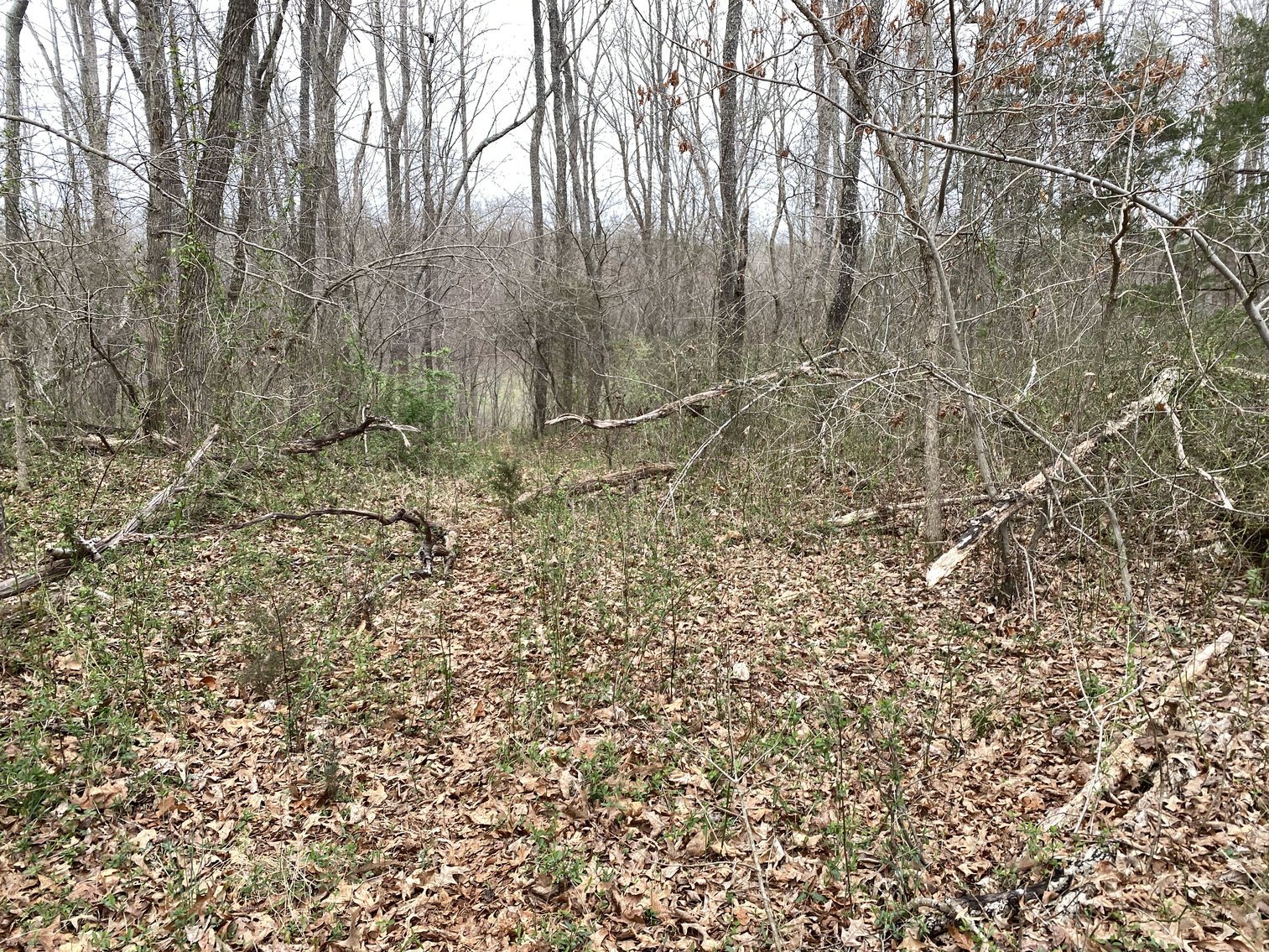 Image for 78.9 +/- Acres of Land in Madison County, VA--SELLING to the HIGHEST BIDDER!!
