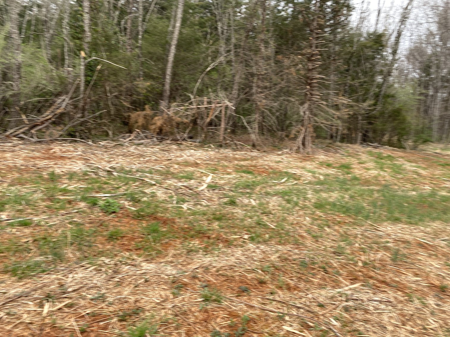 Image for 78.9 +/- Acres of Land in Madison County, VA--SELLING to the HIGHEST BIDDER!!