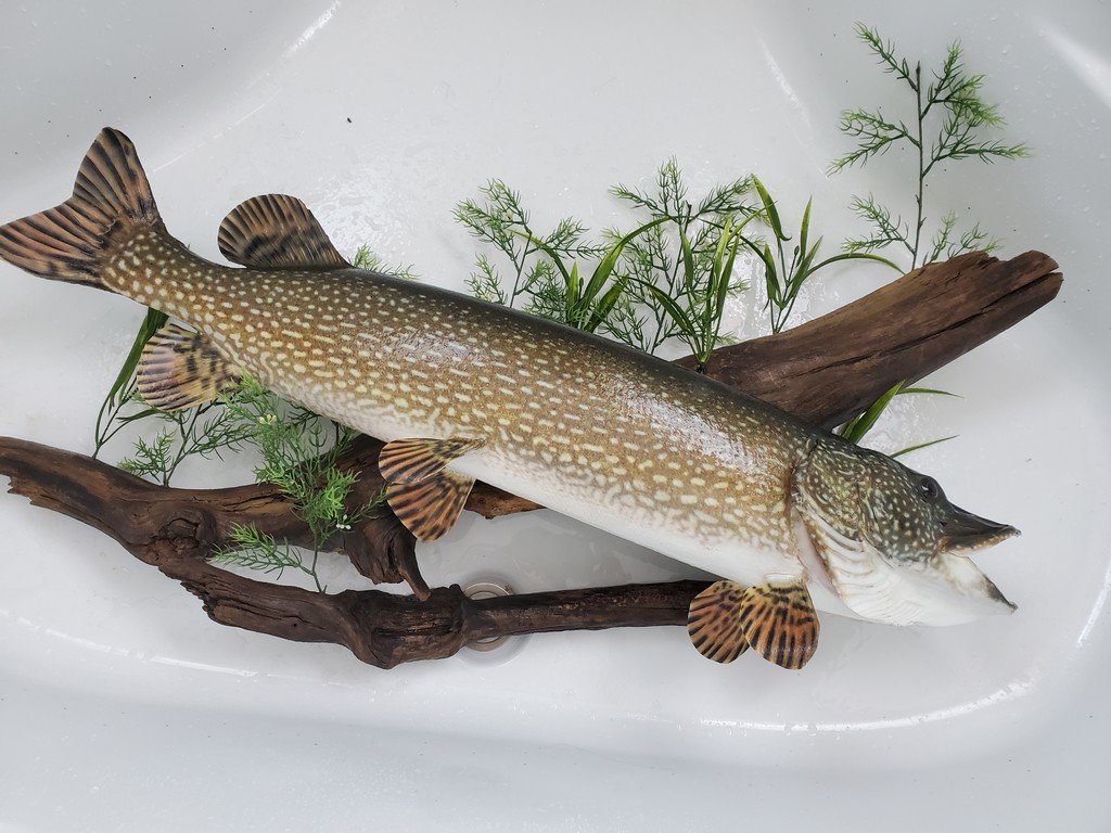 Image for Annual Spring Gaslite Auction- Live!