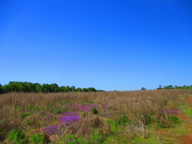 Image for LIVE AUCTION - May 20, 2021