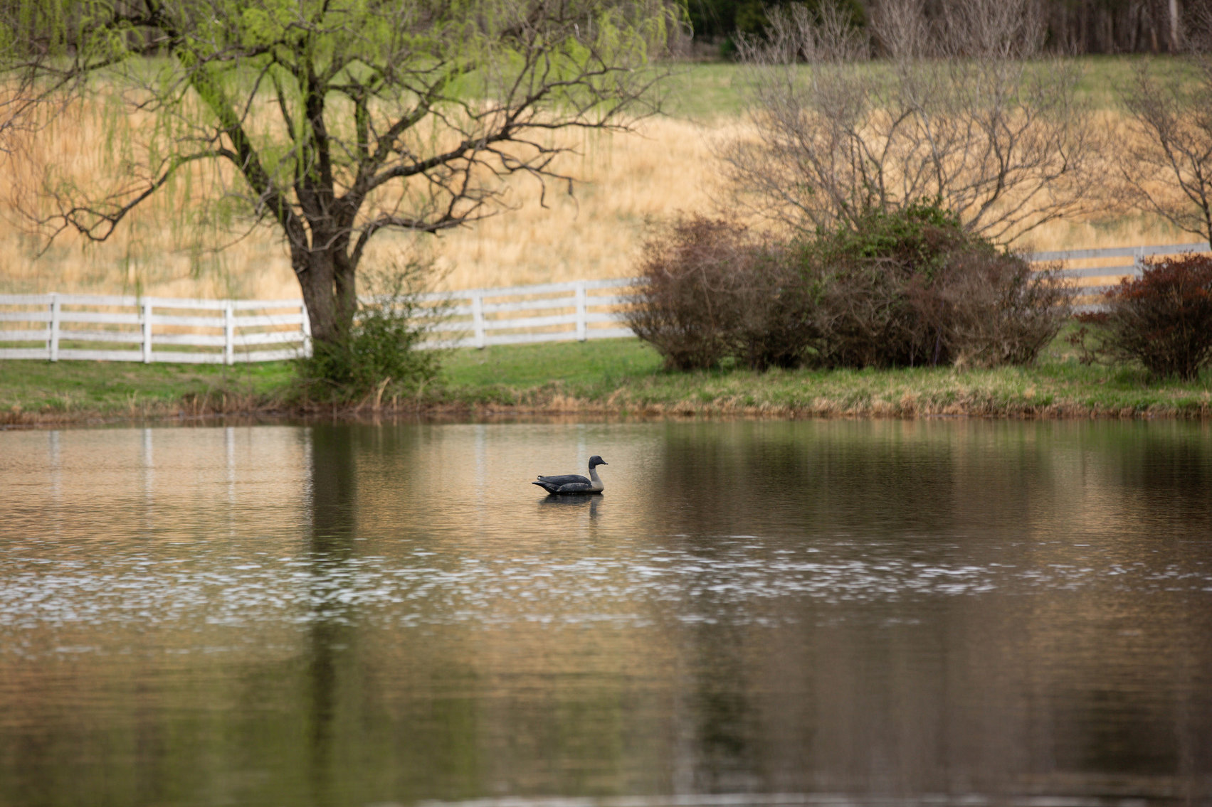 Image for 4 BR/2 BA Farm House, Barns, Fencing & 2 Ponds on 57.5 +/- Acres in Fauquier County, VA--SELLING to the HIGHEST BIDDER!!