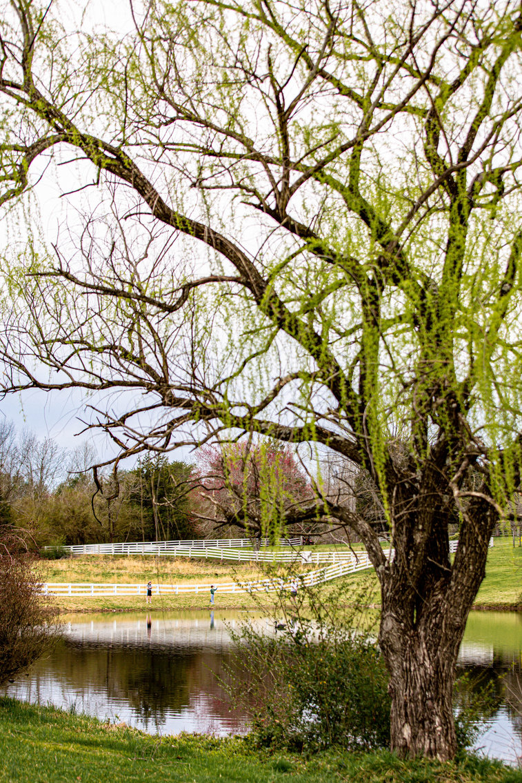 Image for 4 BR/2 BA Farm House, Barns, Fencing & 2 Ponds on 57.5 +/- Acres in Fauquier County, VA--SELLING to the HIGHEST BIDDER!!