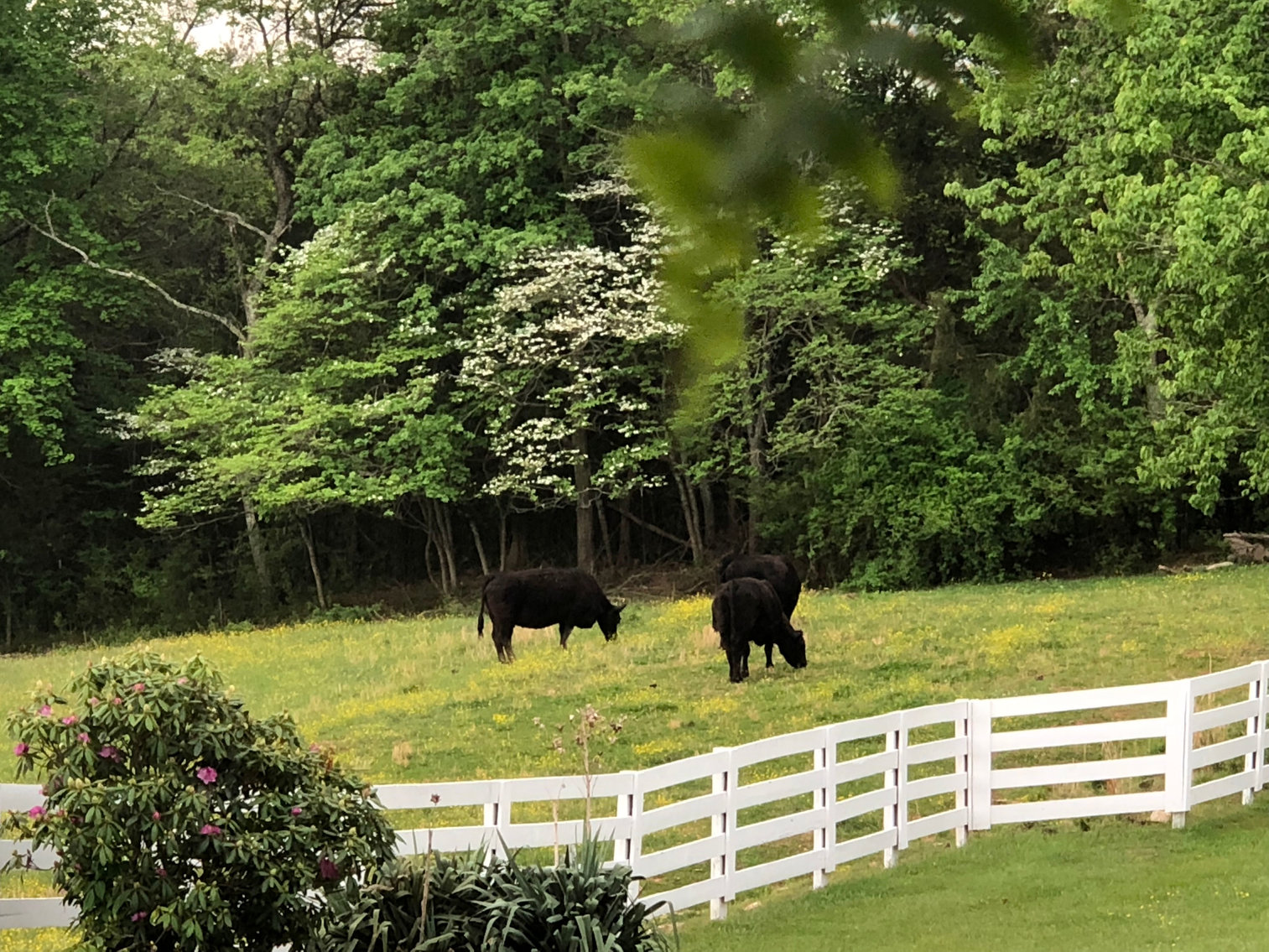 Image for 4 BR/2 BA Farm House, Barns, Fencing & 2 Ponds on 57.5 +/- Acres in Fauquier County, VA--SELLING to the HIGHEST BIDDER!!