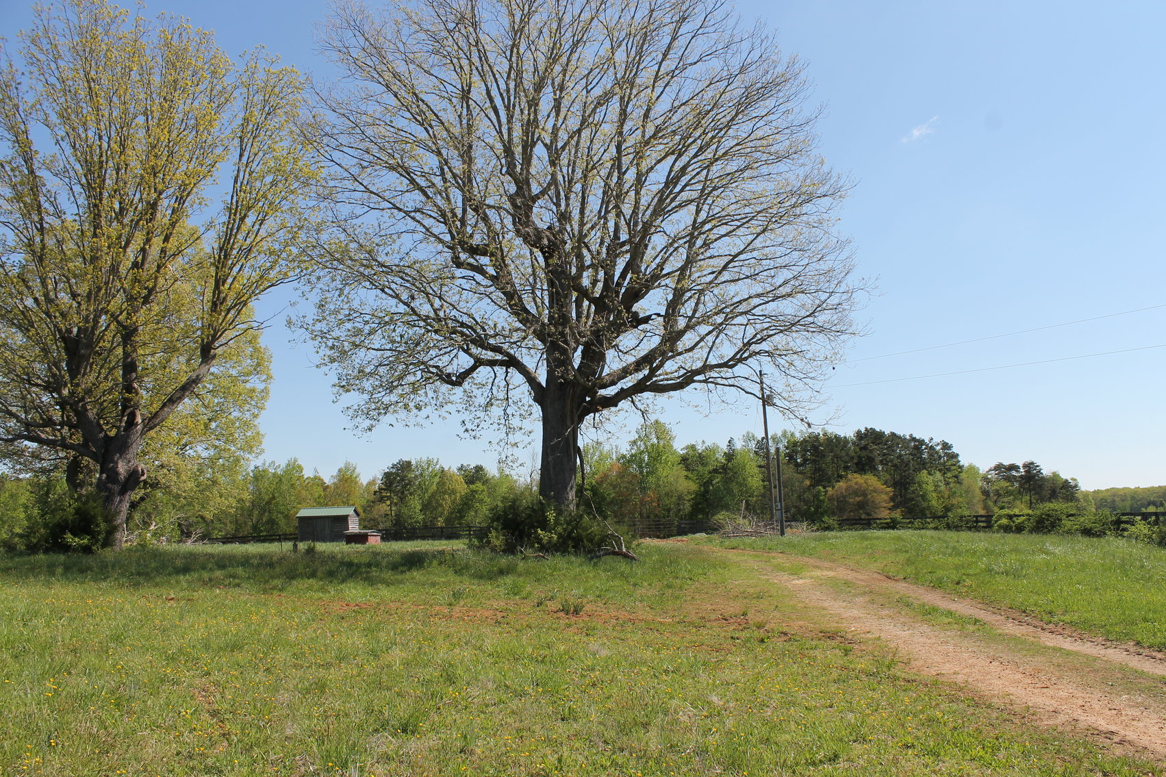 Image for 118 +/- Acres of Timber & Fenced Pasture Land--Lunenburg County, VA