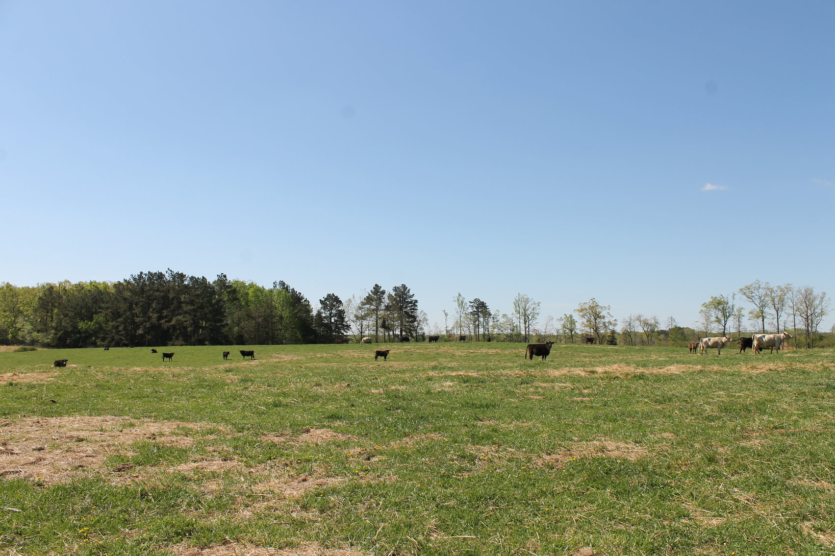 Image for 118 +/- Acres of Timber & Fenced Pasture Land--Lunenburg County, VA